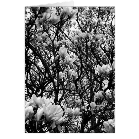 Magnolia Tree Cards (Front)