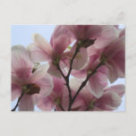 Magnolia Tree in Bloom Postcard