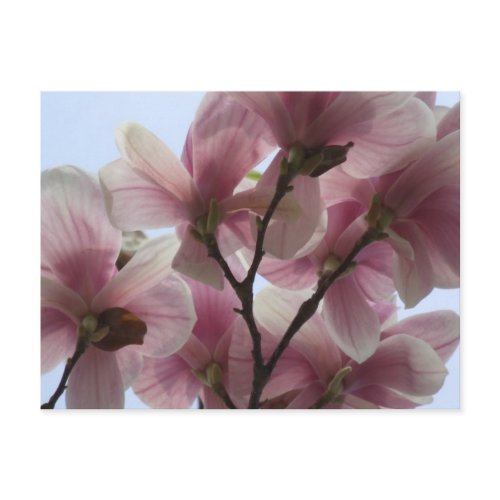 Magnolia Tree in Bloom Postcard