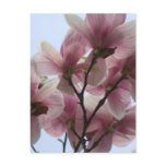 Magnolia Tree in Bloom Postcard