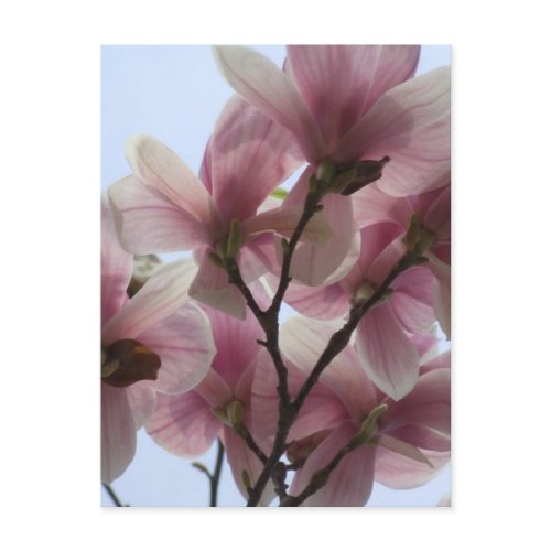 Magnolia Tree in Bloom Postcard