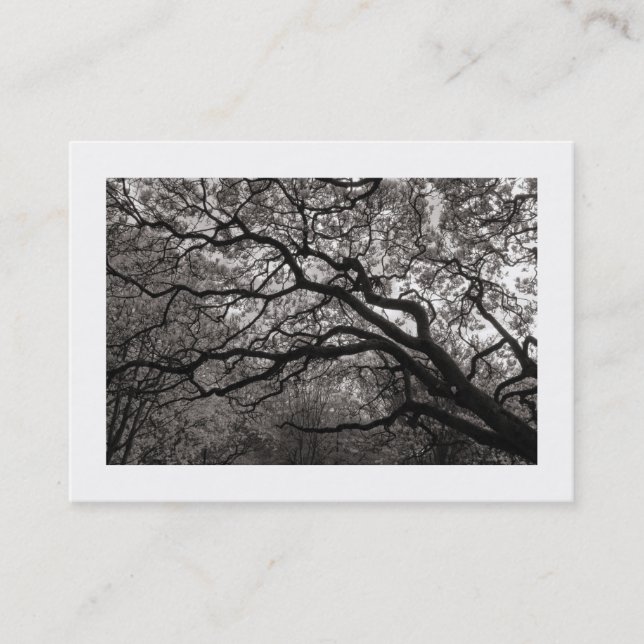 Magnolia Tree in Blossom 01 (Bordered) Business Card (Front)