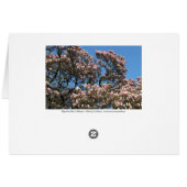 Magnolia Tree in Blossom Cards (Back Horizontal)