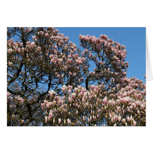 Magnolia Tree in Blossom Cards (Front Horizontal)