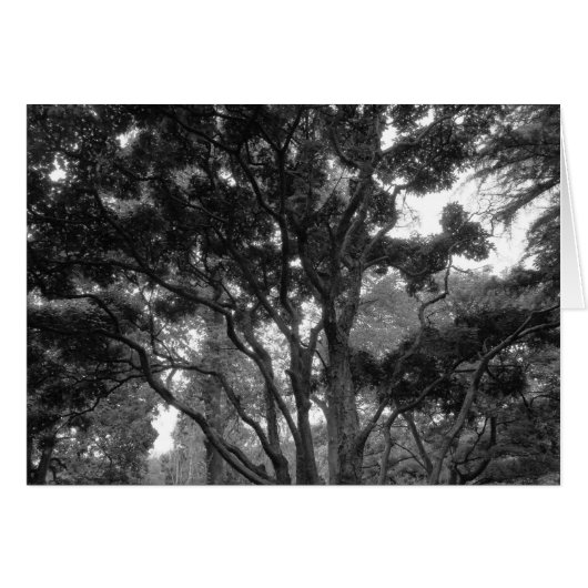 Magnolia Tree in Summer BW (Front Horizontal)