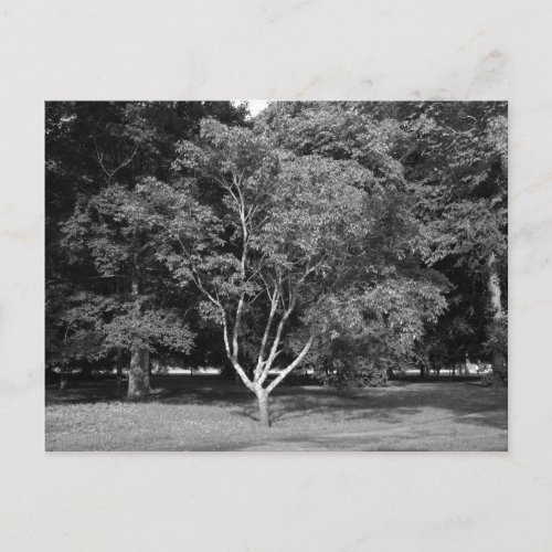 Magnolia Tree in Summer BW Postcard