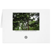 Magnolia Tree in Summer Cards (Back Horizontal)