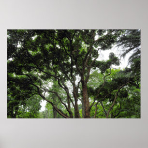 Magnolia Tree in Summer Poster