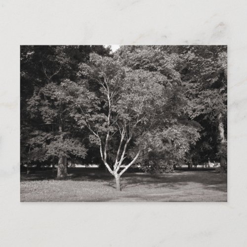 Magnolia Tree in Summer _ Warm Tone  BW Postcard