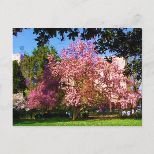 Magnolia Tree Postcard (Front)