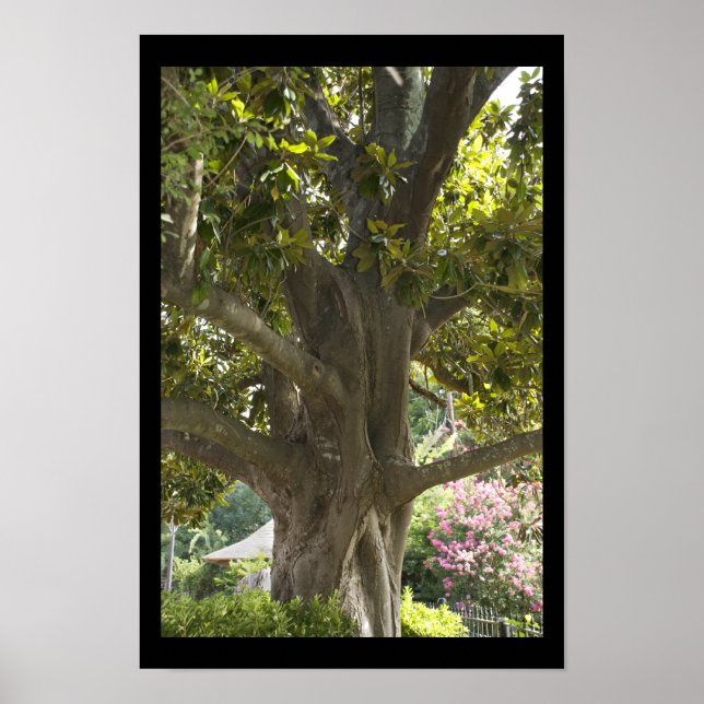 Magnolia Tree Poster (Front)