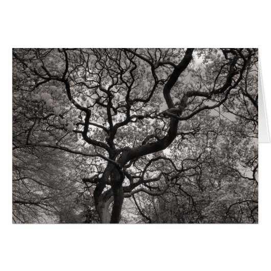 Magnolia Trees in Blossom (Front Horizontal)