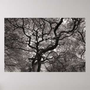 Magnolia Trees in Blossom 03 Poster