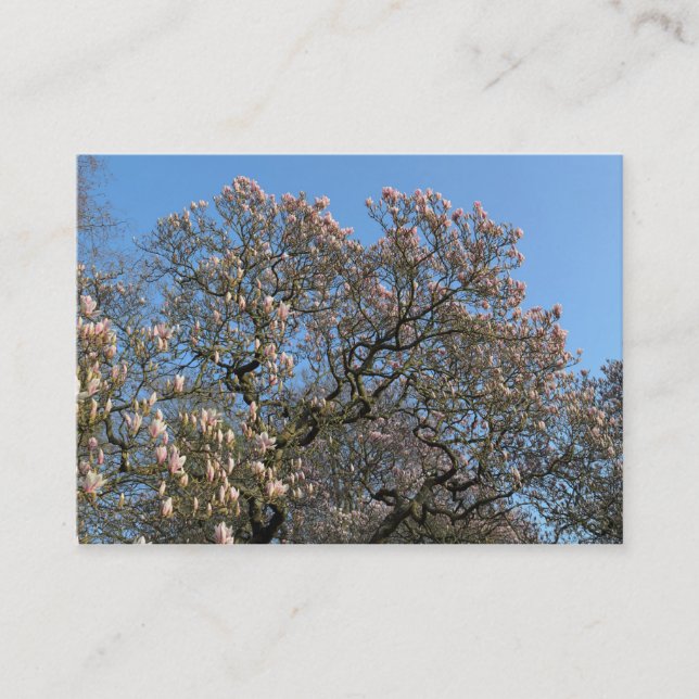 Magnolia Trees in Blossom Business Card (Front)