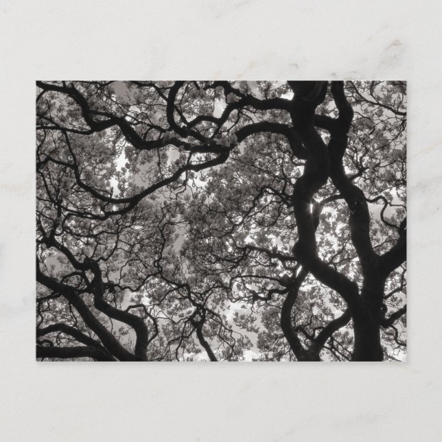 Magnolia Trees in Blossom Postcard (Front)