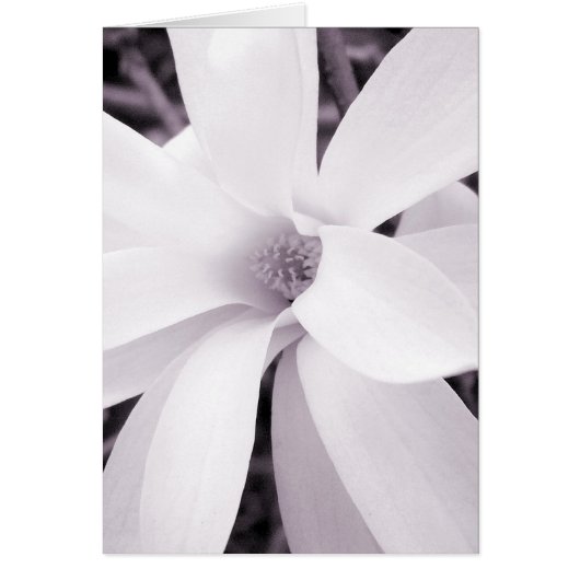 Magnolia - Vertical (Front)
