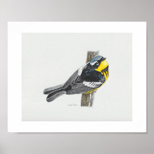 Magnolia Warbler Art Print