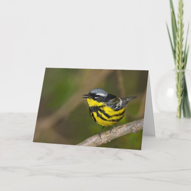 Magnolia Warbler Card (Front)