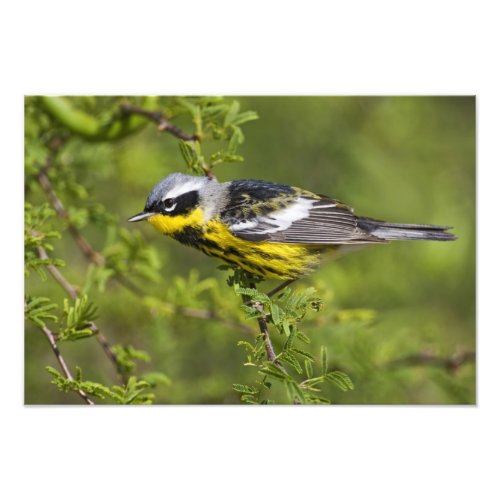 Magnolia Warbler Dendroica magnolia adult 2 Photo Print