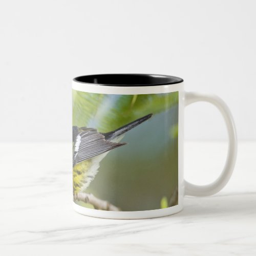 Magnolia Warbler Dendroica magnolia adult Two_Tone Coffee Mug