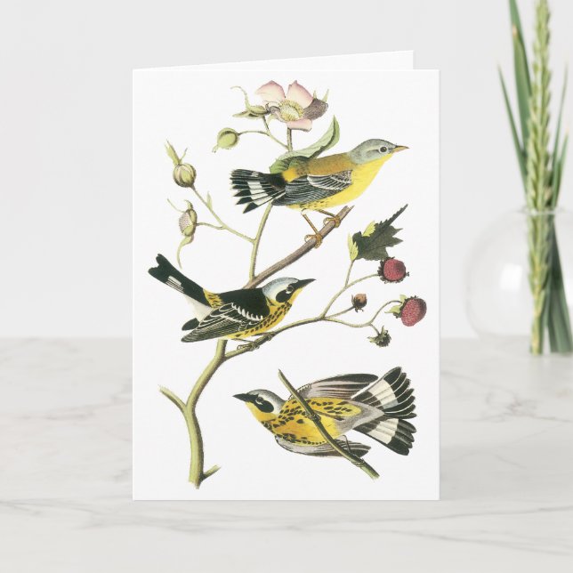 Magnolia Warbler, John Audubon Card (Front)