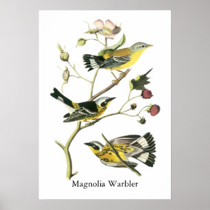 Magnolia Warbler, John Audubon Poster