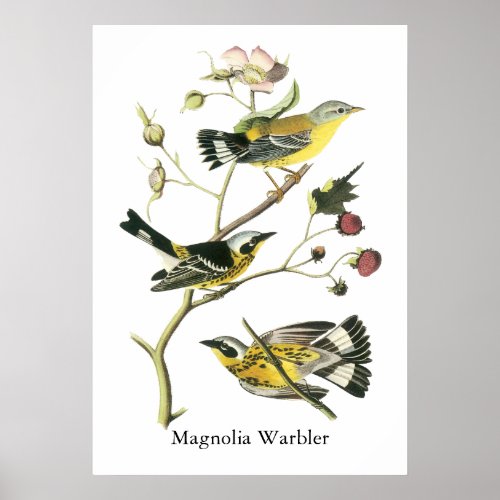 Magnolia Warbler John Audubon Poster