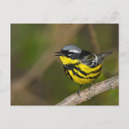 Magnolia Warbler Postcard