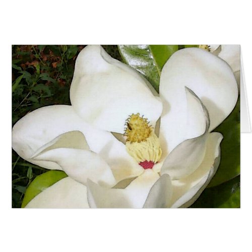 Magnolia White