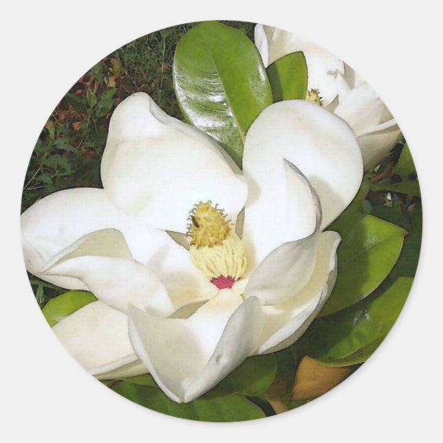 Magnolia White Classic Round Sticker (Front)