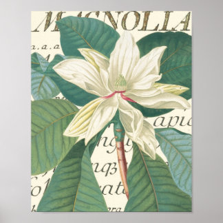 Magnolia with calligraphic detail poster