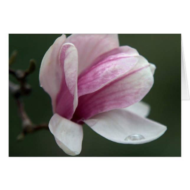 Magnolia With Rain Drop Cards (Front Horizontal)