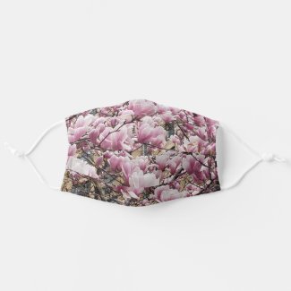 Magnolias blooming pink and white