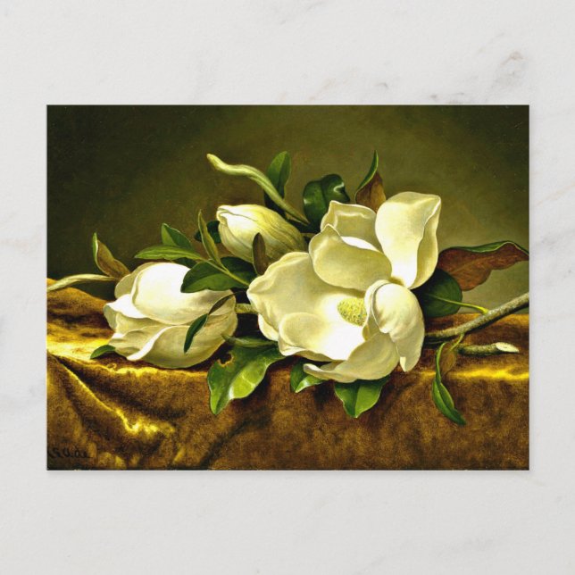 Magnolias on Gold Velvet Cloth, fine art painting Postcard (Front)