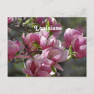 Magnolias Postcard