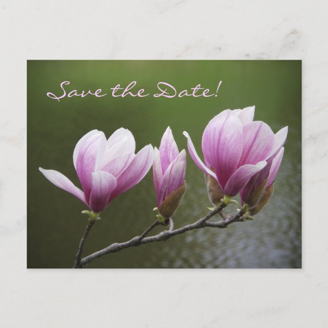 Magnolias, Save the Date! Announcement Postcard (Front)