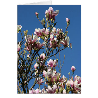 magnolias & sky