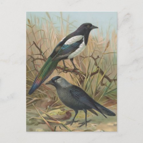 Magpie and Jackdaw Vintage Bird Illustration Postcard