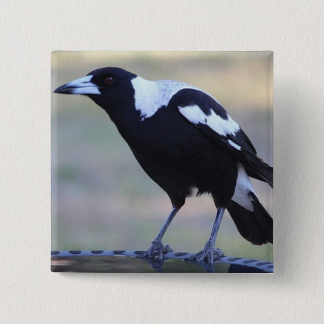 Magpie Badge (2) Perfect for Collingwood F.C. Button (Front)