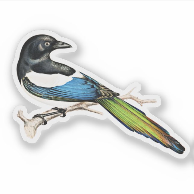 Magpie Bird Sticker (Front)