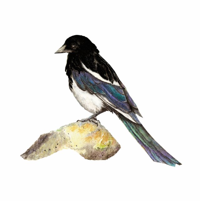 Magpie, Bird, Wildlife, Nature, Ornament Cutout (Front)