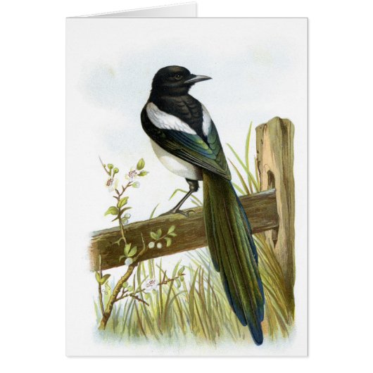 Magpie Cards (Front)