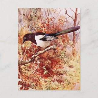 Magpie in Autumn Postcard