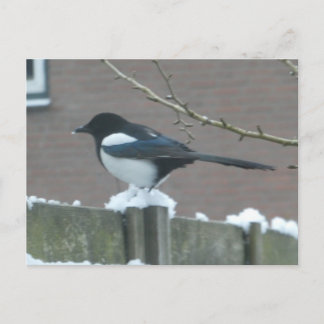 Magpie in the Snow DIY Postcard