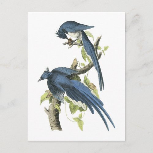 Magpie Jay by Audubon Postcard