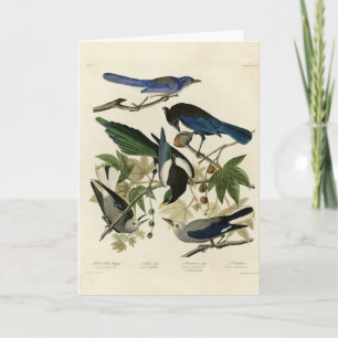 Magpie Jays & Nutcracker Audubon Birds of America Card
