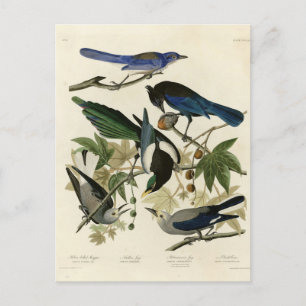 Magpie Jays & Nutcracker Audubon Birds of America Postcard
