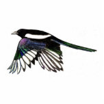 Magpie Magnet<br><div class="desc">Great for those who love Magpies</div>