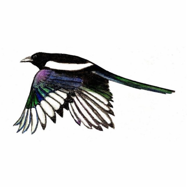 Magpie Magnet (Front)