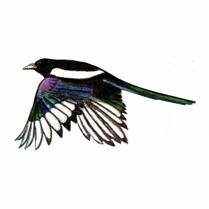 Magpie Magnet Photo Cutout